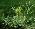 herb-Sophia , tansy mustard